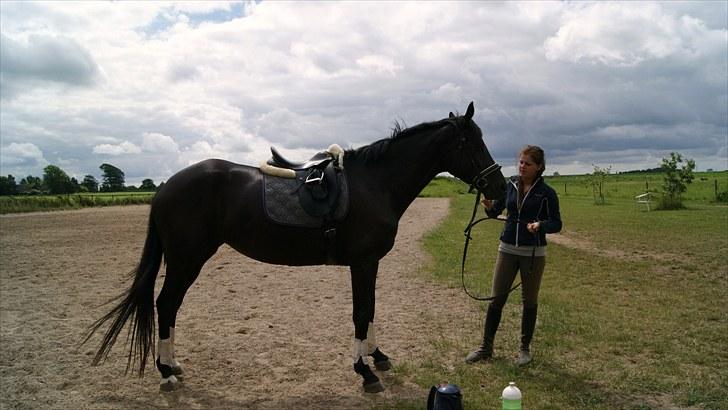 Dansk Varmblod Hacky Zack Firfod billede 15