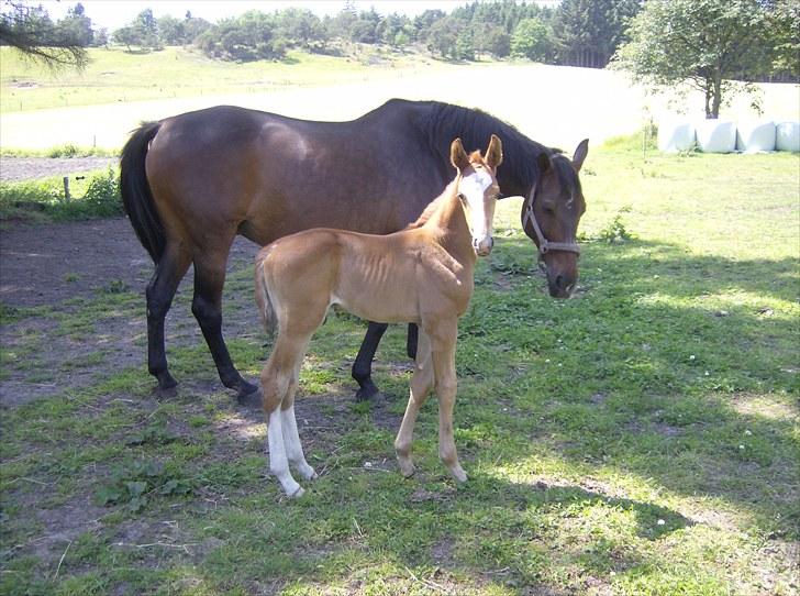 Dansk Varmblod trindbjerggårds lapazio billede 6