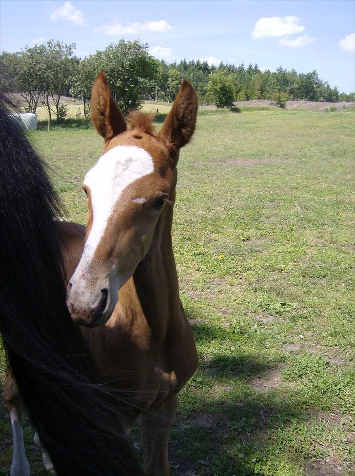 Dansk Varmblod trindbjerggårds lapazio billede 8