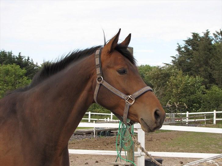 Oldenborg Harely Søndergård <3 Solgt billede 10