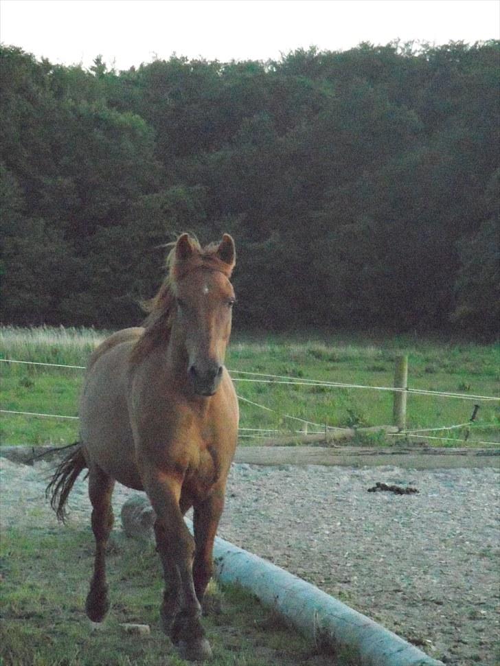 Anden særlig race Mr. Balisto - sommer 2010 - stod du dér mor - så kommer jeg i en fart. billede 9