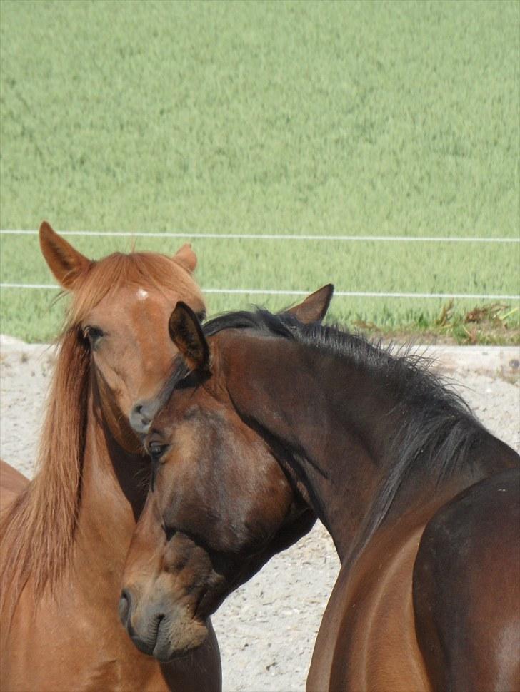 Anden særlig race Mr. Balisto - Leger med Claudio billede 10