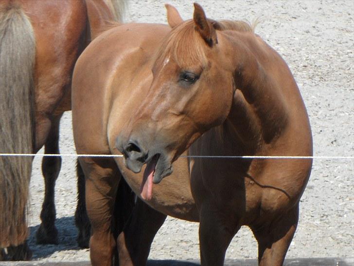 Anden særlig race Mr. Balisto - Det bliver man altså lidt søvnig af... billede 11