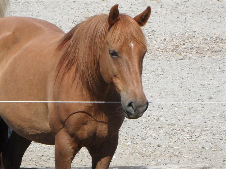 Anden særlig race Mr. Balisto - Dejlige sommerdreng juni 2010 billede 12