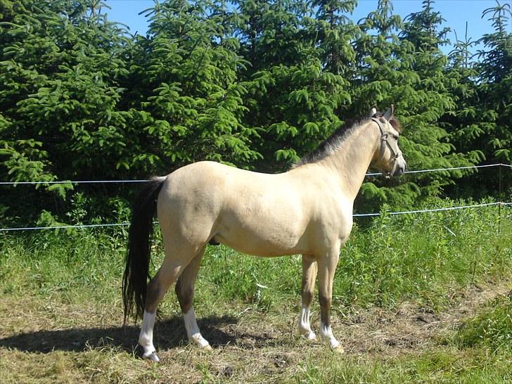 Anden særlig race Mister Surprice ( Solgt) - Mister anno 2010 billede 8