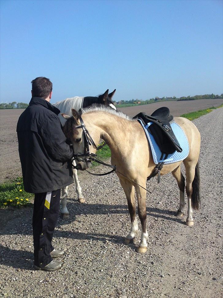 Anden særlig race Mister Surprice ( Solgt) - Mister med fuld montering, 2010 billede 9