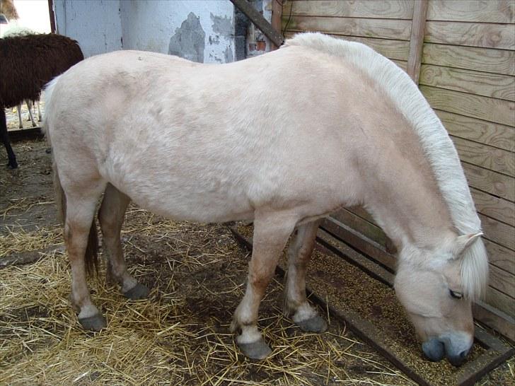 Fjordhest Happy Fjordlyst <3 billede 11