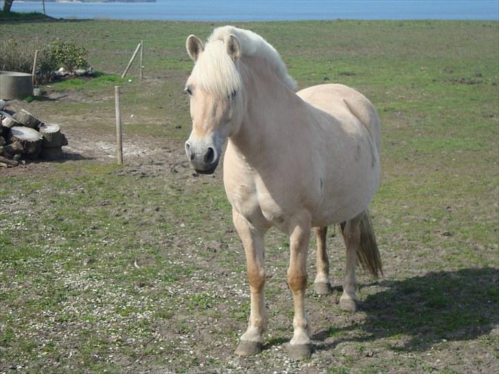 Fjordhest Happy Fjordlyst <3 billede 12