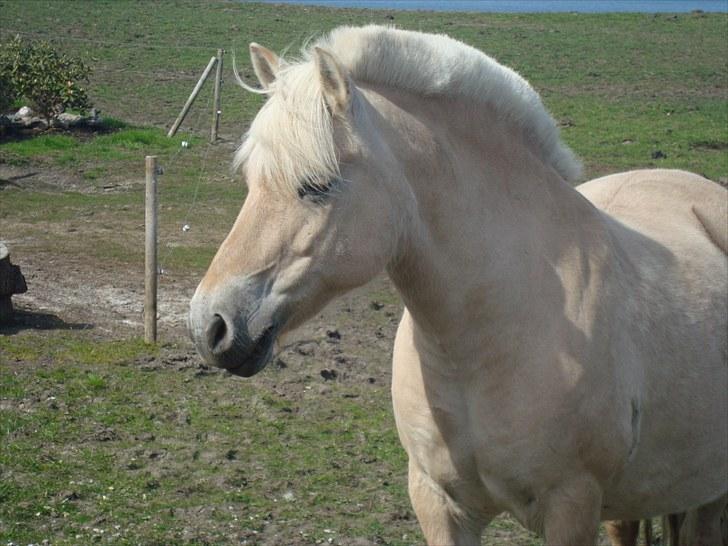 Fjordhest Happy Fjordlyst <3 billede 13