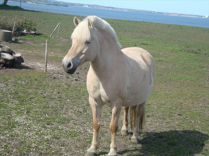 Fjordhest Happy Fjordlyst <3 billede 14