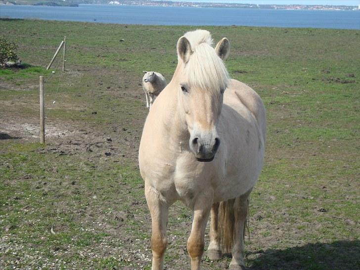 Fjordhest Happy Fjordlyst <3 billede 15