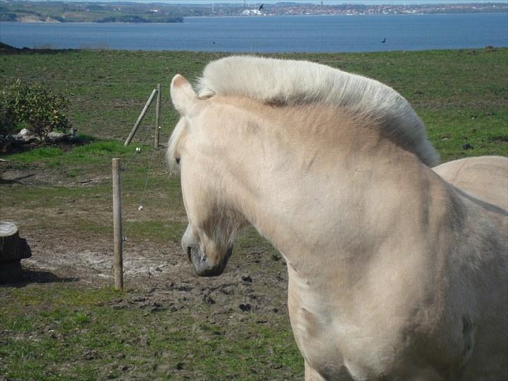 Fjordhest Happy Fjordlyst <3 billede 16