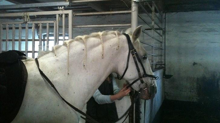 Lipizzaner Meldrups Equinox Pluto - Min søster fletter hendes man.. billede 7