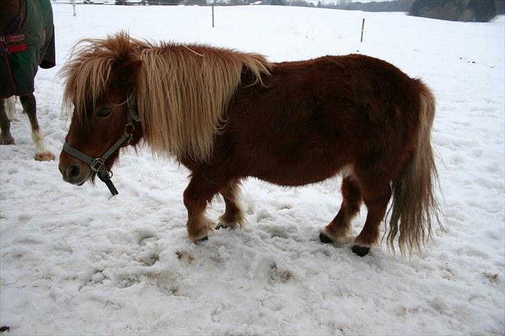 Shetlænder Anelunds Cirkeline billede 18