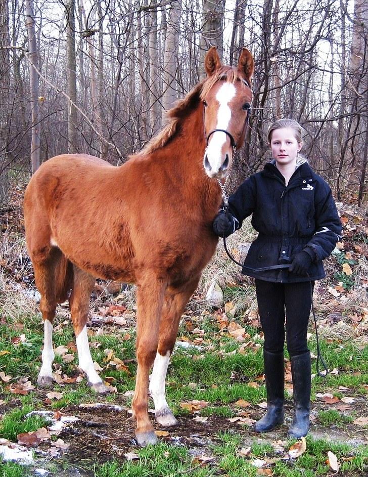 DSP ¤ Nørringsholms Tammadoor - 22-11-2008 billede 14