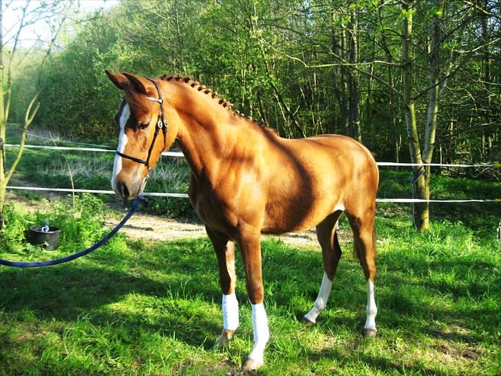 DSP ¤ Nørringsholms Tammadoor - 09-05-2008 billede 15