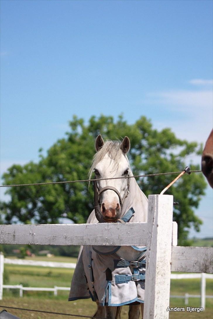 Welsh Mountain (sec A) Fjordglimt Miss Corona billede 14