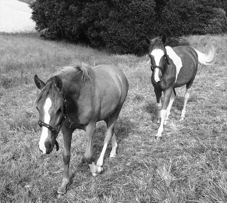 DSP ¤ Nørringsholms Tammadoor billede 16