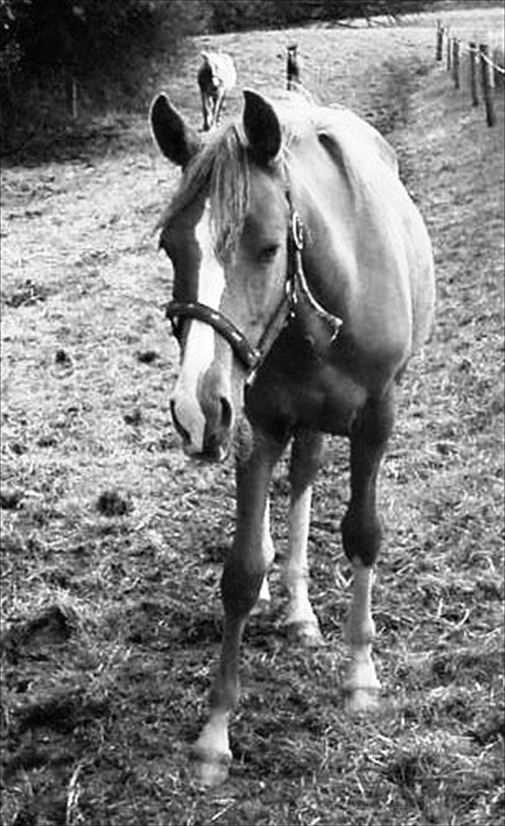 DSP ¤ Nørringsholms Tammadoor billede 17