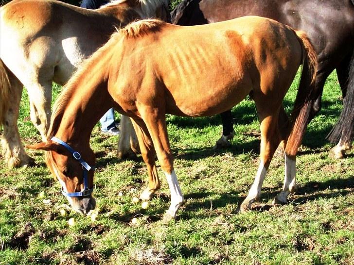 DSP ¤ Nørringsholms Tammadoor - 30-08-2008 billede 19