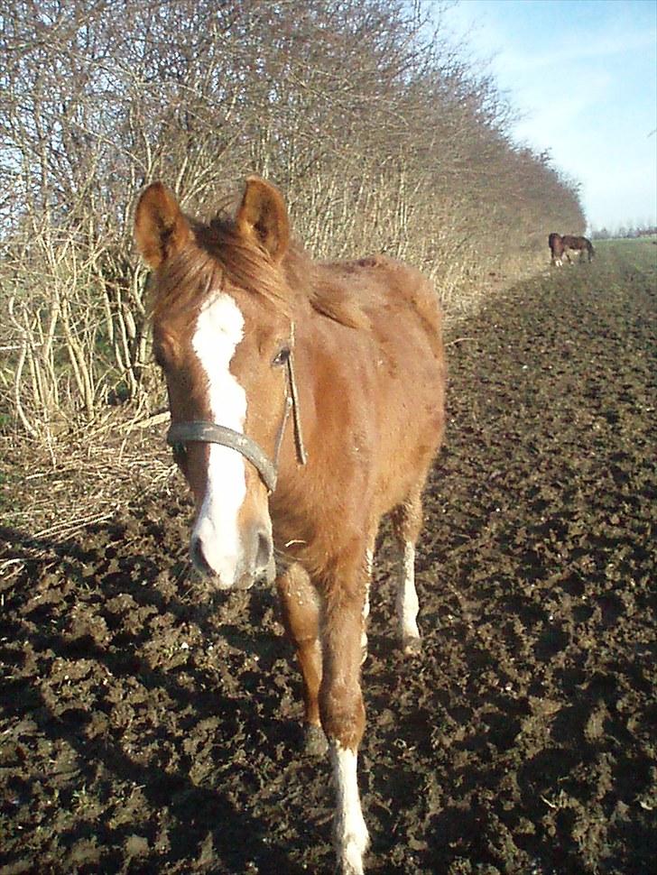 DSP ¤ Nørringsholms Tammadoor - 09-02-2008 billede 20