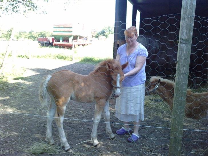 Schwarzwälder Koldblod Romeo af lilleskov billede 9