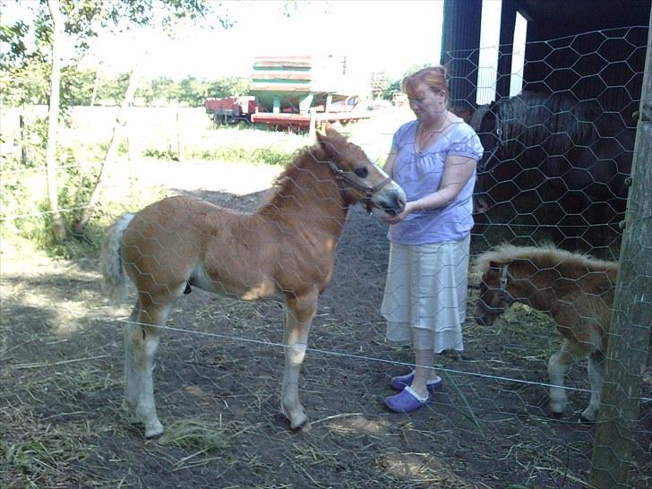 Schwarzwälder Koldblod Romeo af lilleskov billede 10