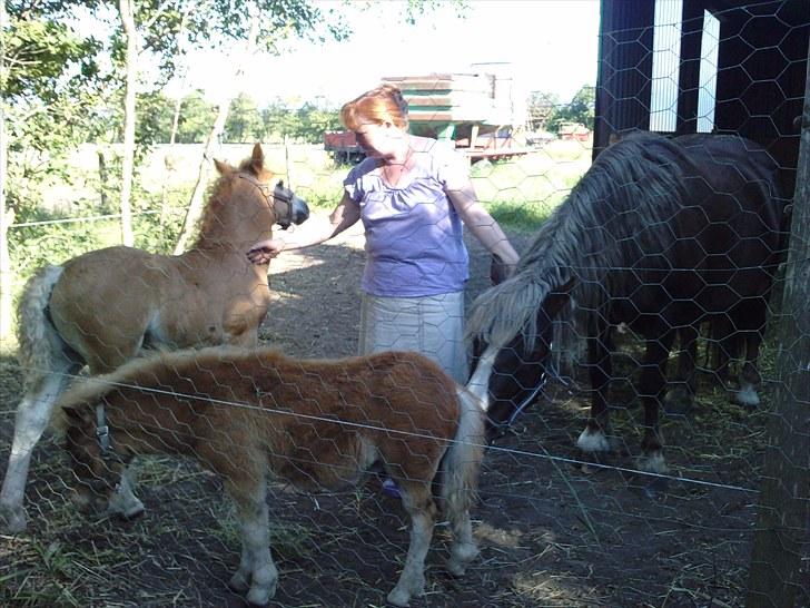 Schwarzwälder Koldblod Romeo af lilleskov billede 11