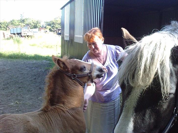 Schwarzwälder Koldblod Romeo af lilleskov billede 12