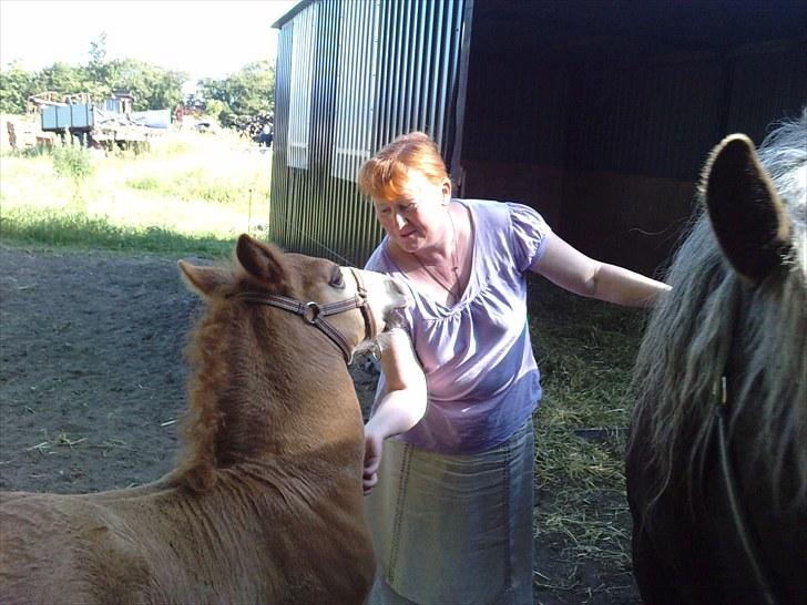 Schwarzwälder Koldblod Romeo af lilleskov billede 13