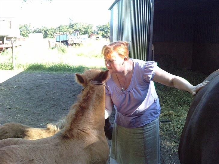 Schwarzwälder Koldblod Romeo af lilleskov billede 14