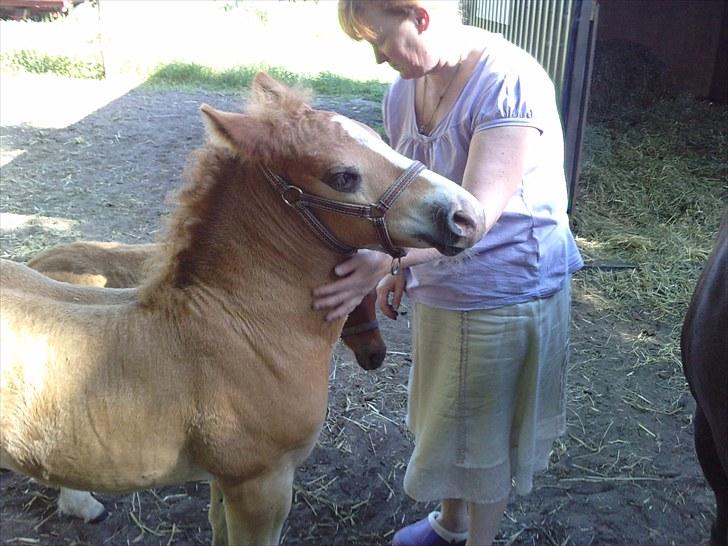 Schwarzwälder Koldblod Romeo af lilleskov billede 15