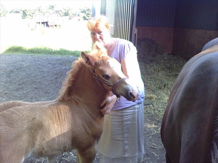 Schwarzwälder Koldblod Romeo af lilleskov billede 16