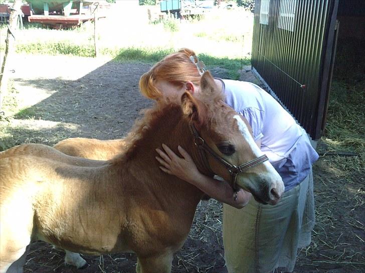 Schwarzwälder Koldblod Romeo af lilleskov billede 17