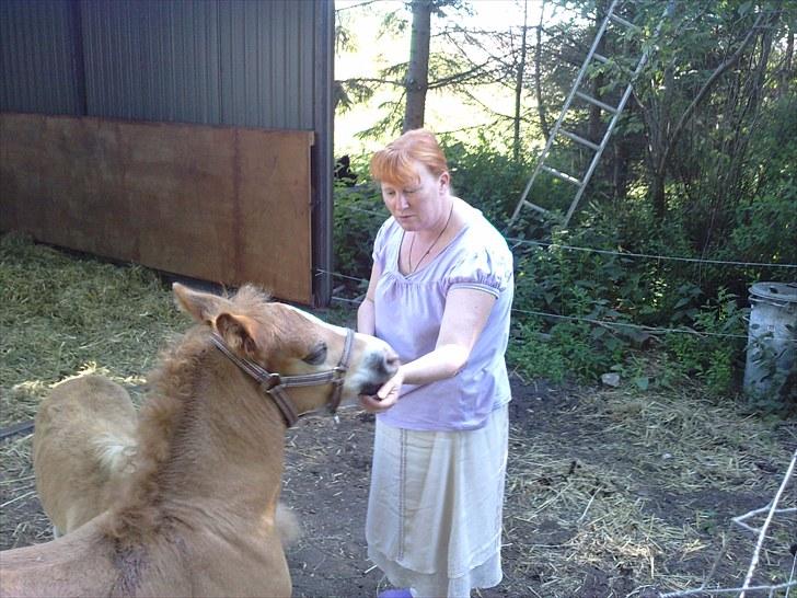 Schwarzwälder Koldblod Romeo af lilleskov billede 18