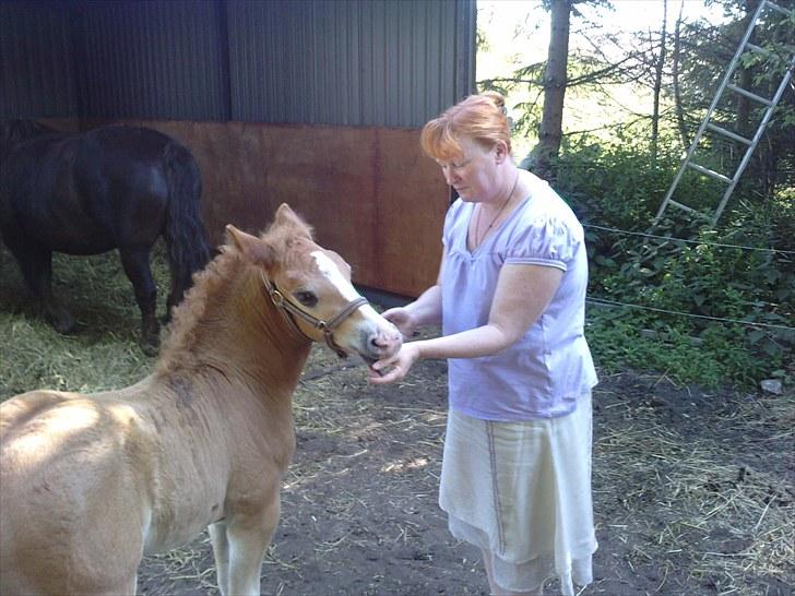 Schwarzwälder Koldblod Romeo af lilleskov billede 19