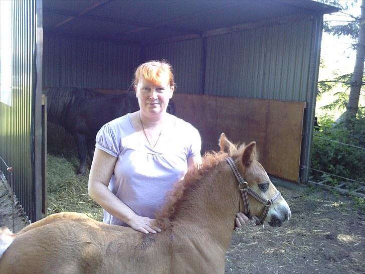 Schwarzwälder Koldblod Romeo af lilleskov billede 20