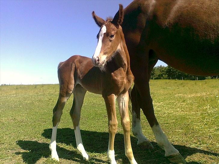 Svensk Varmblod Smorup's Sunshine billede 20