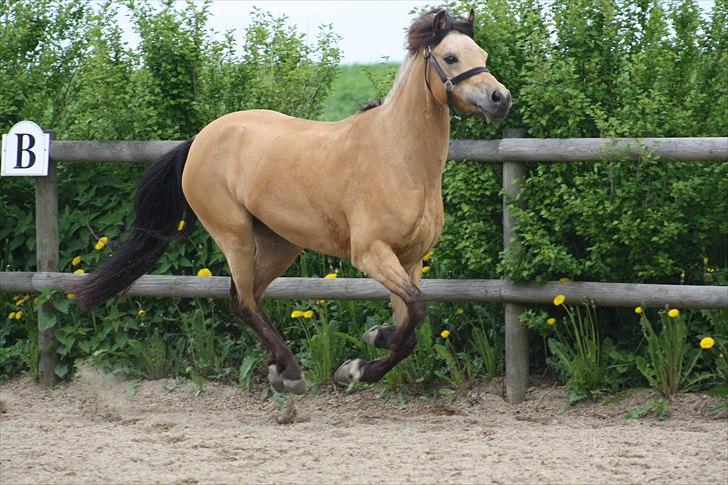 Welsh Pony (sec B) låddenhøjs spigall *DM 2011* - I belive i can flyy....! billede 10