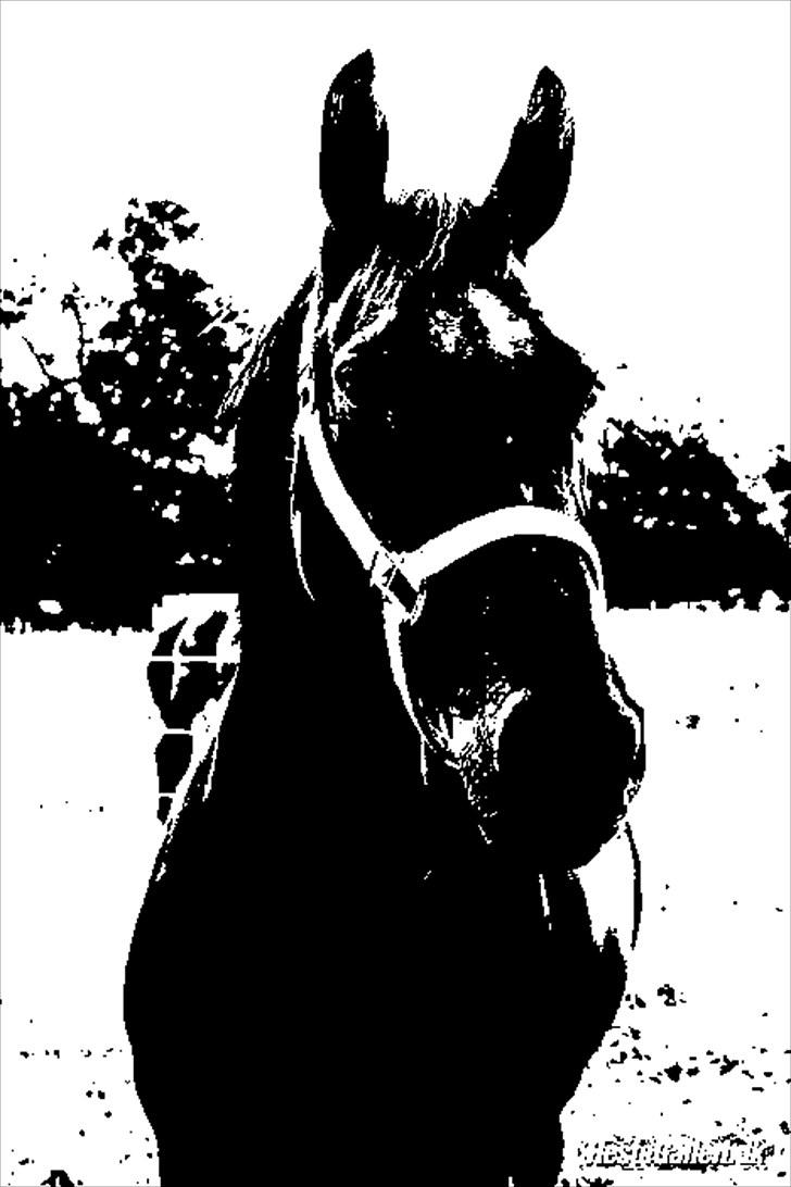 Oldenborg Dea gammel part.  billede 20