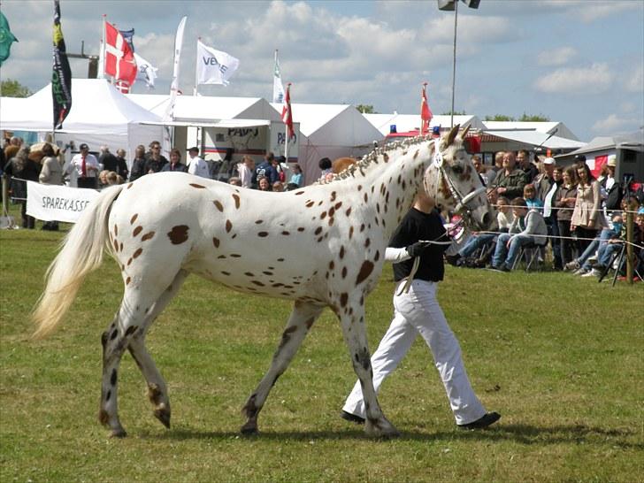 Knabstrupper Friis' Rex-Ona KNN 2521 - På Gl. Estrup Landbrugsmesse i 2010 fik 22 fiiiine point billede 8