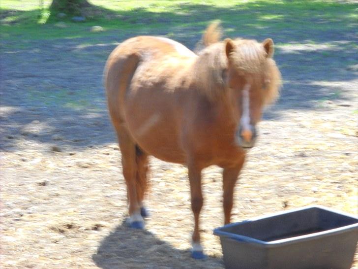 Shetlænder Madonna billede 1