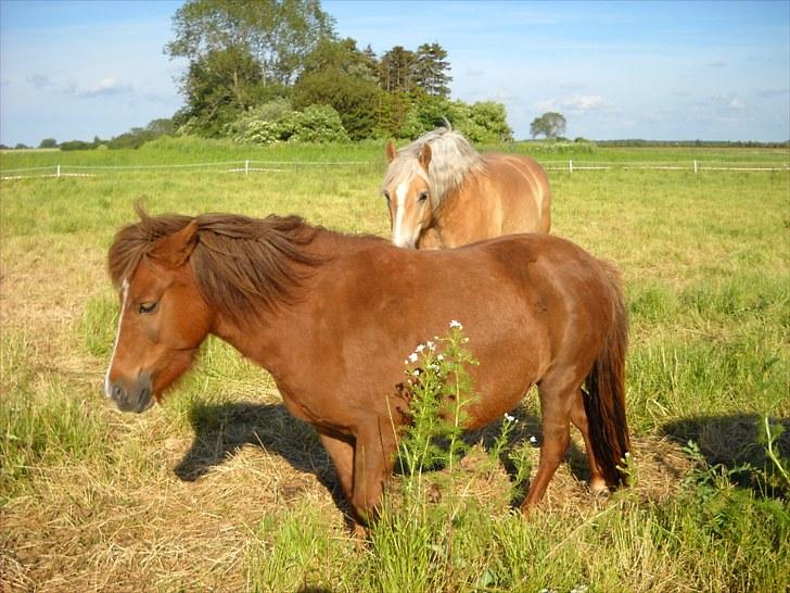 Shetlænder Madonna billede 2