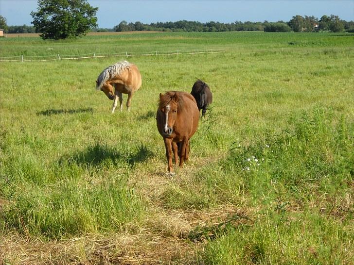 Shetlænder Madonna billede 3