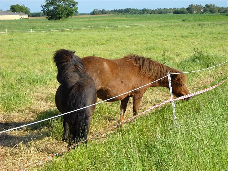 Shetlænder Madonna billede 4