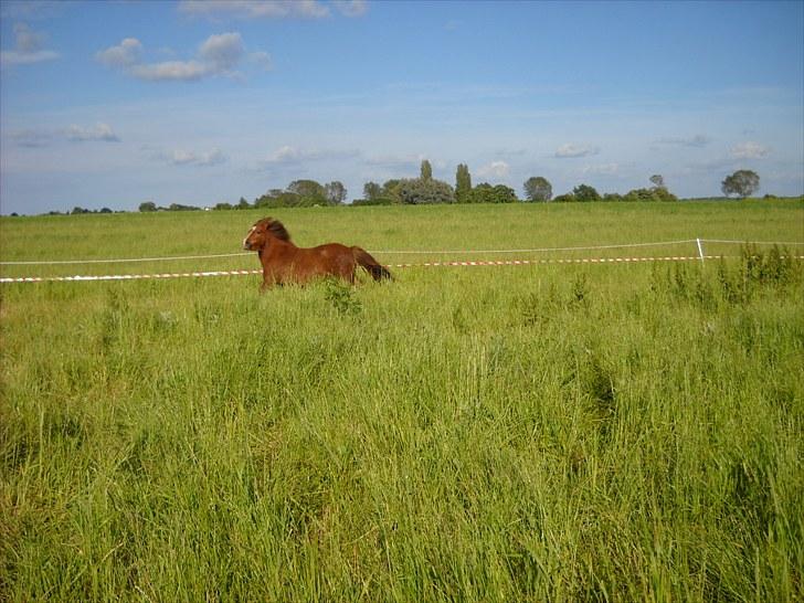 Shetlænder Madonna billede 5