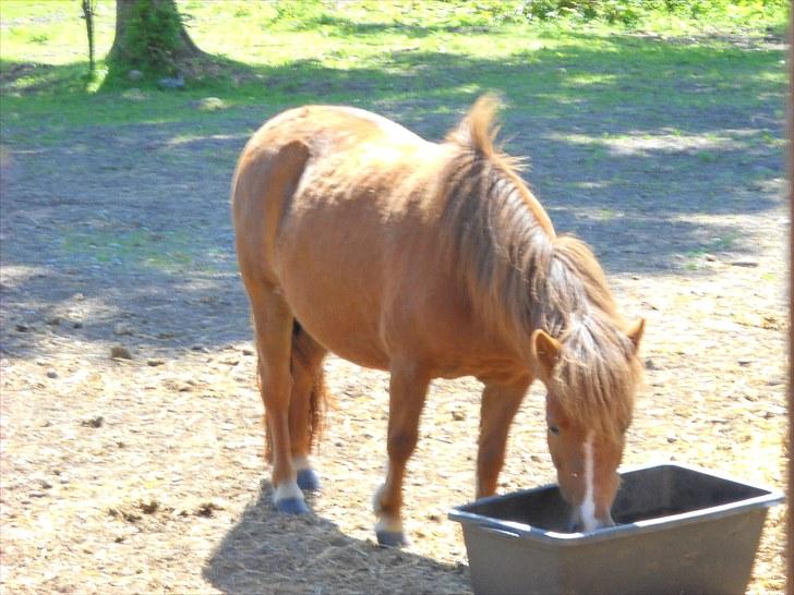 Shetlænder Madonna billede 6