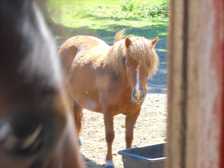 Shetlænder Madonna billede 7