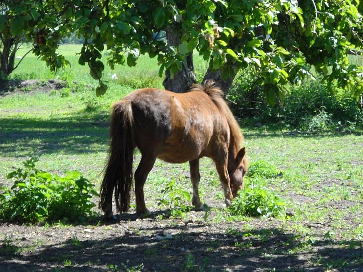 Shetlænder Madonna billede 8