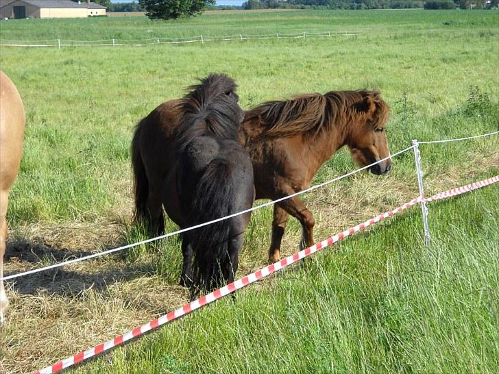 Shetlænder Madonna billede 9
